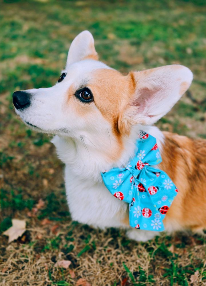 Luna the Pembroke Welsh Corgi wearing a large blue bow with ladybugs & flower designs on it.