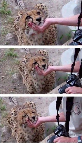 Three photos of a cheetah being held by the chin in sequence, through which the cheetah progressively closes their eyes and appears to feel profound relief.