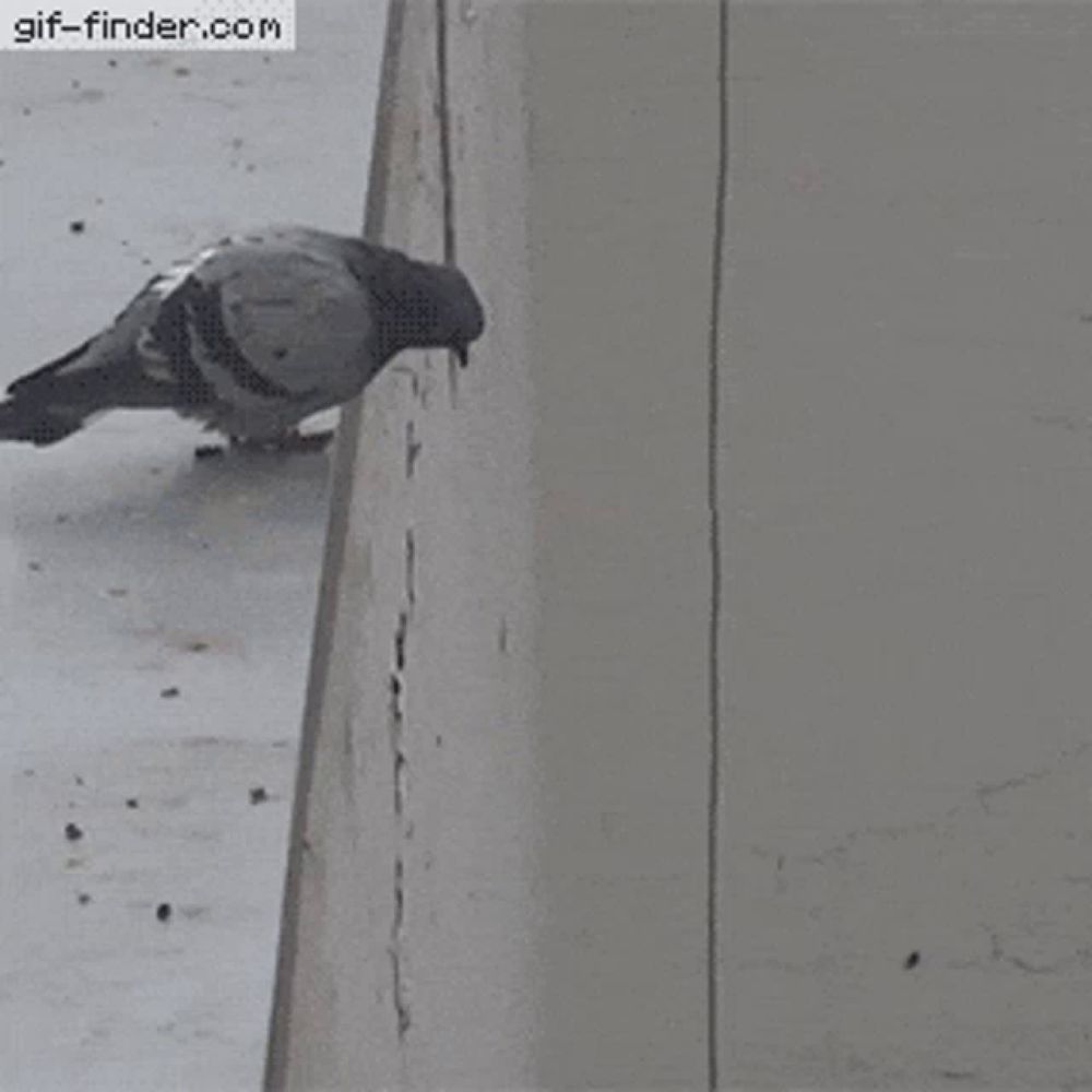 a pigeon is perched on a ledge next to a gif-finder.com watermark