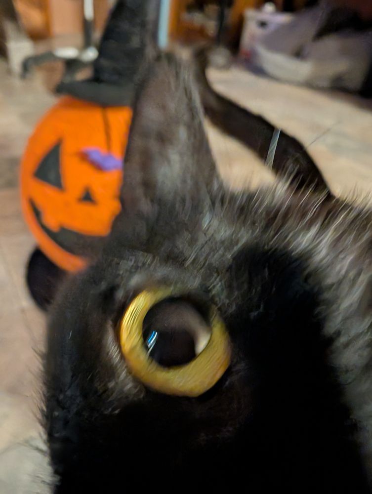 Black cat checking out my camera