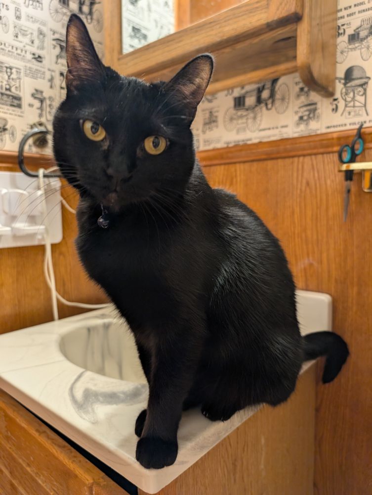 #caturday a black cat perched on a small bathroom sink gazing coolly at the camera