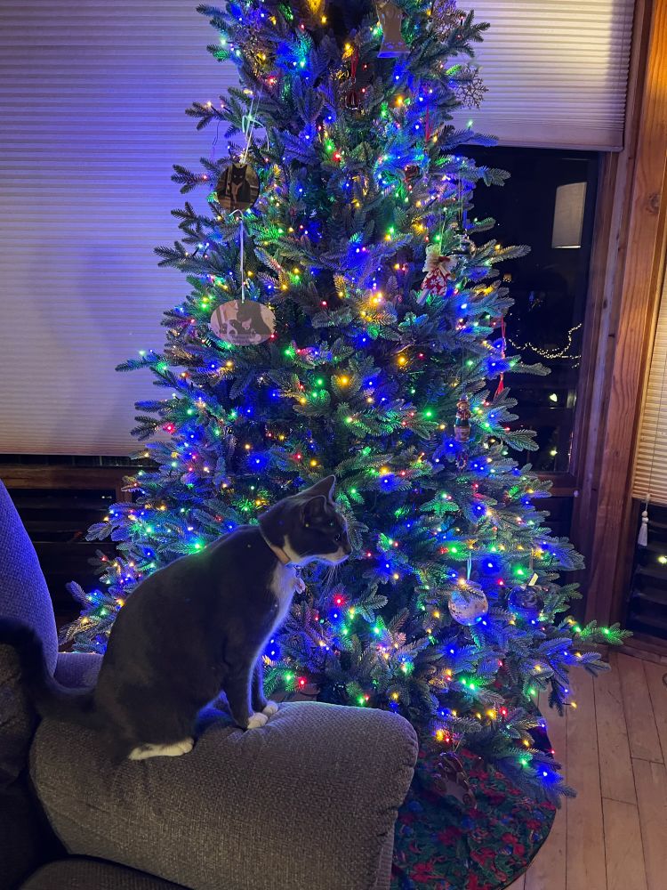 Gray and white cat sitting on arm of chair in front of a lit up Christmas tree.
