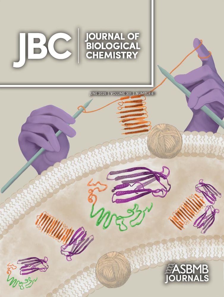 This cover art reimagines the bacterial periplasm as a tapestry of yarn, highlighting the crucial role of CsgC (magenta yarn) in amyloid regulation. The gloved hands and knitting needles outside the cell symbolize the precise, stepwise construction of these extracellular fibers. Through its yarn motif, the image captures both the protective vigilance of CsgC and the transformation of CsgA from disorder to order.