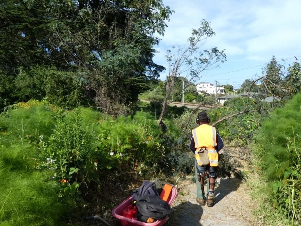 A man in hi vis chopping brush wattle over a path. There is a large macrocarpa in the back left of the photo. 