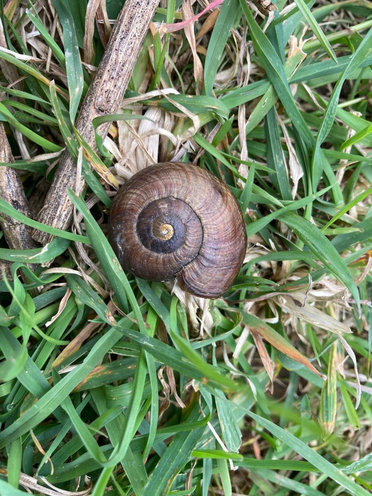 Large carnivorous snail shell in grass. 