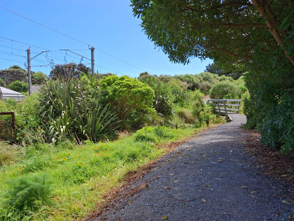 The same point of view 5 years later. No morning glory and the native vegetation is dominating. 