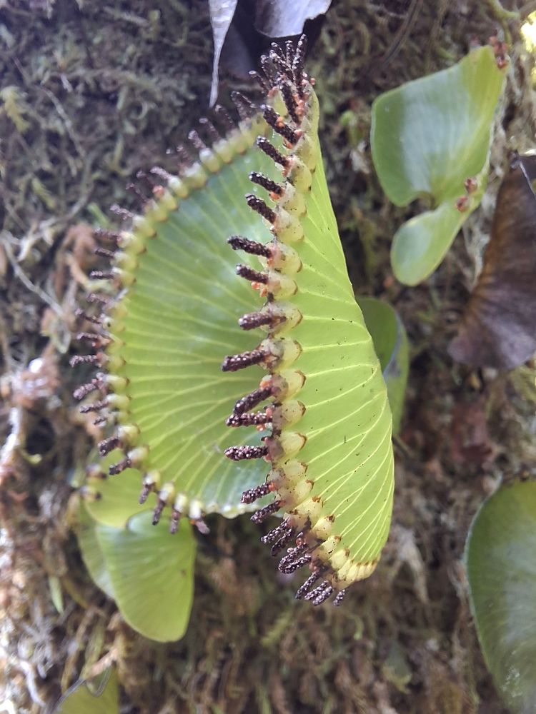 Hymenophyllum nephrophyllum. Kidney fern. A green fern in the shape of a kidney surrounded by brown sporangia. It looks like a Venus fly trap. 