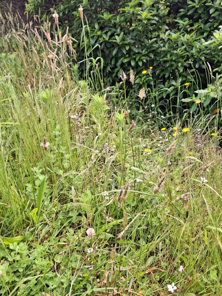Plantain, pig root, small-flowered catch fly, clover, catsear and grasses. 