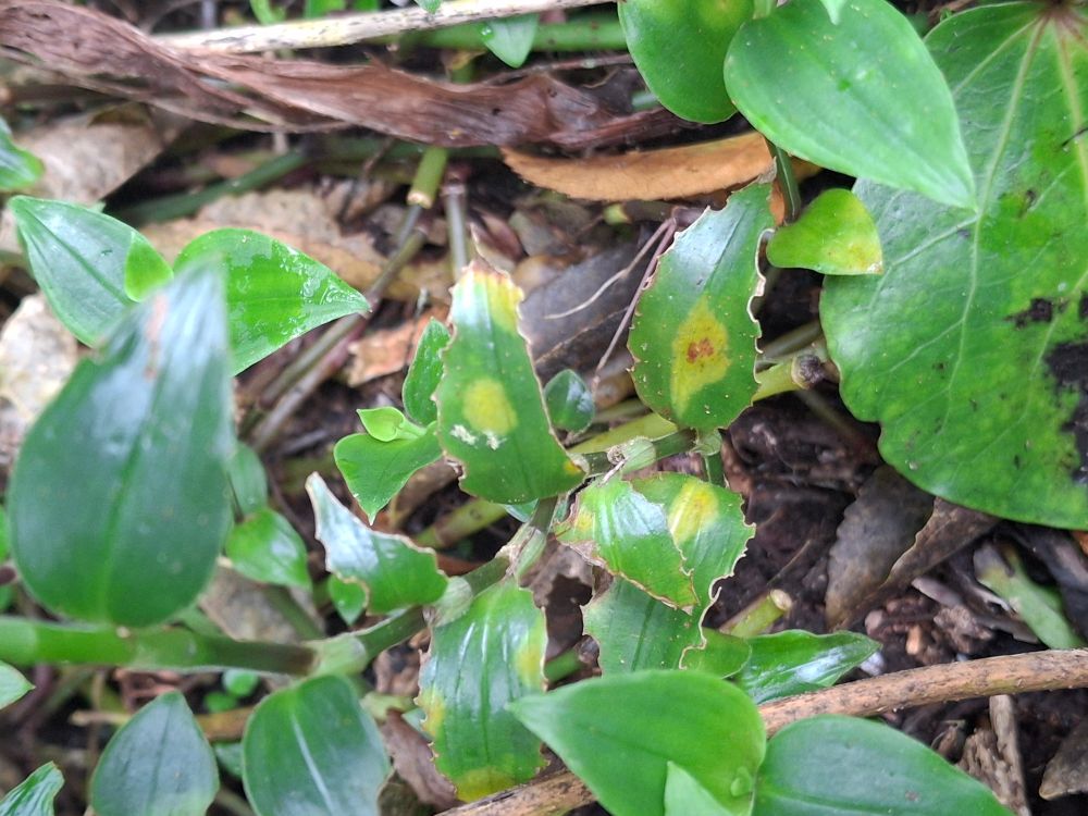 Tradescantia with yellow leaf rust. 