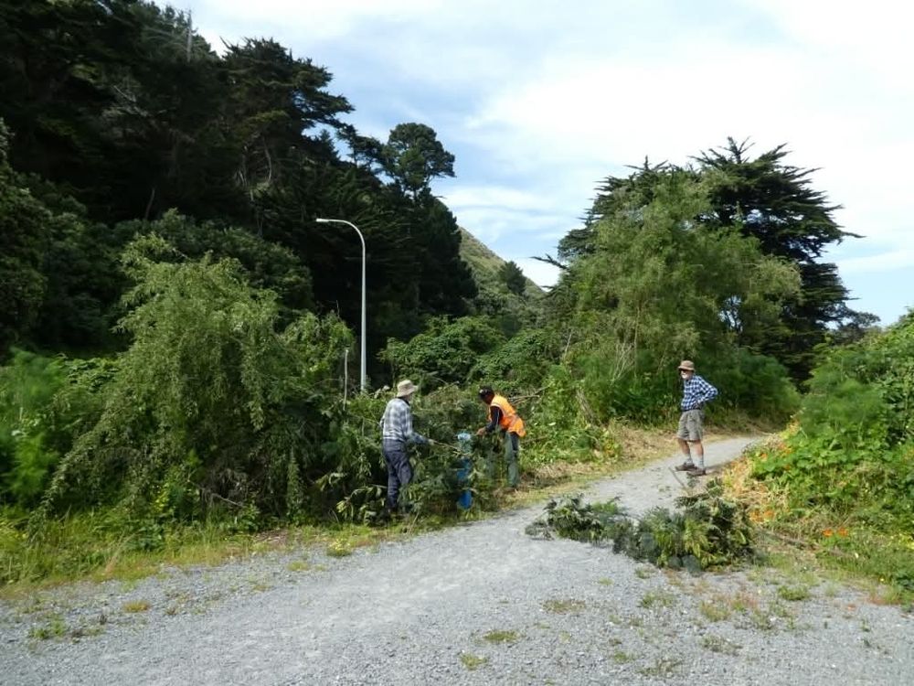 27 November 2019. 3 men chopping up and dragging away a brush wattle. There is a large macrocarpa at the back of the photo. 