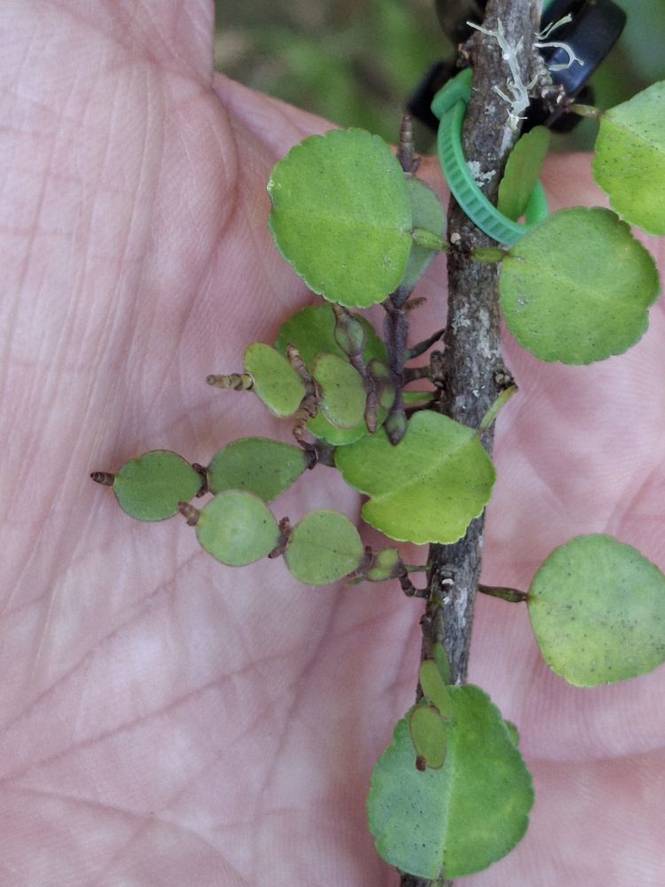 Regionally vulnerable Korthalsella lindsayi (leafless mistletoe) growing on poataniwha (Melicope simplex) in Kiripiti Reserve. 