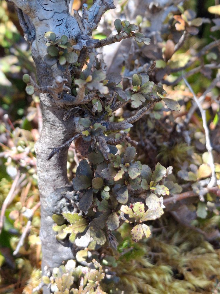 Pōkākā with juvenile leaves. 