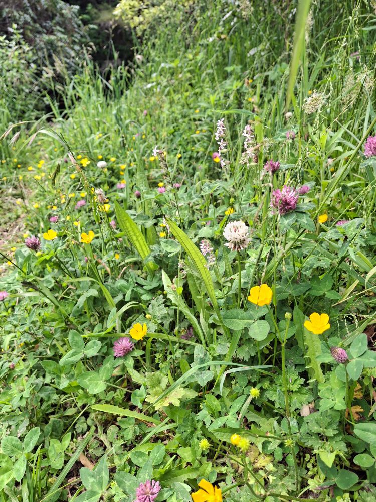 Clover, plantain, buttercup, small-flowered catch fly and grasses. 