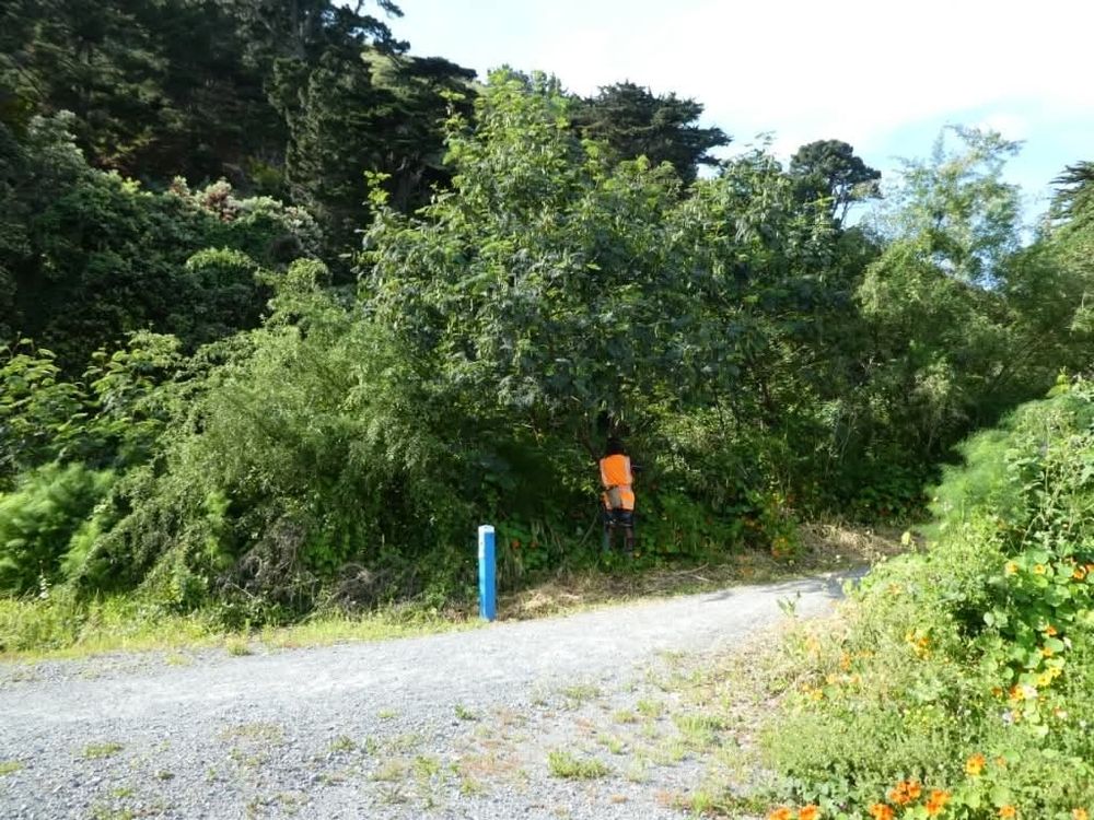27 November 2019. A man in hi vis chopping down a brush wattle. 