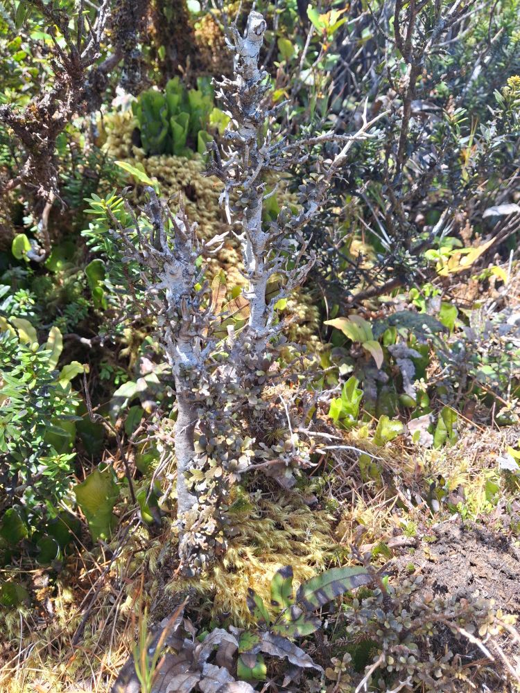 Miniature pōkākā in sub-alpine environment. 