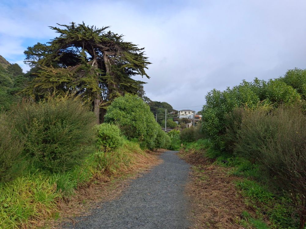 10 August 2025. A path bordered by native plants. A large macrocarpa is at the back of the photo. 