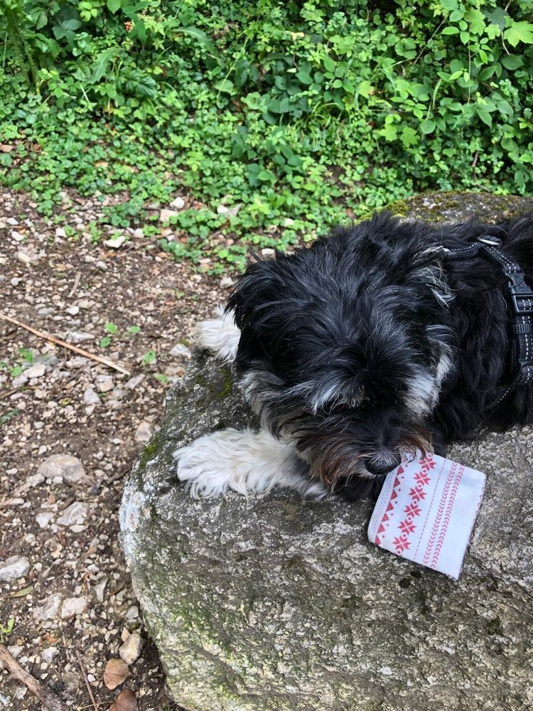 Lilly, petite polonka noire et blanche, prenant son bain de soleil lors d'une promenade.