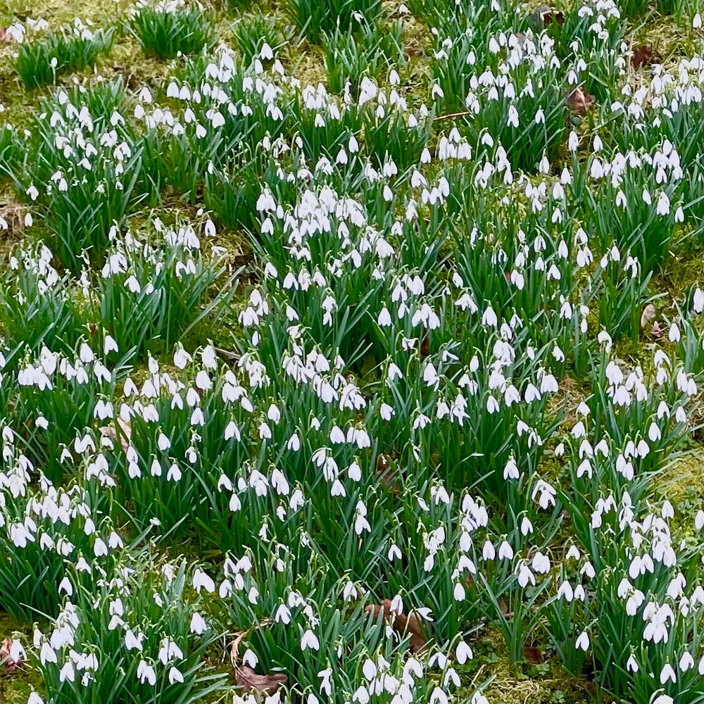 lots and lots of Snow Drops