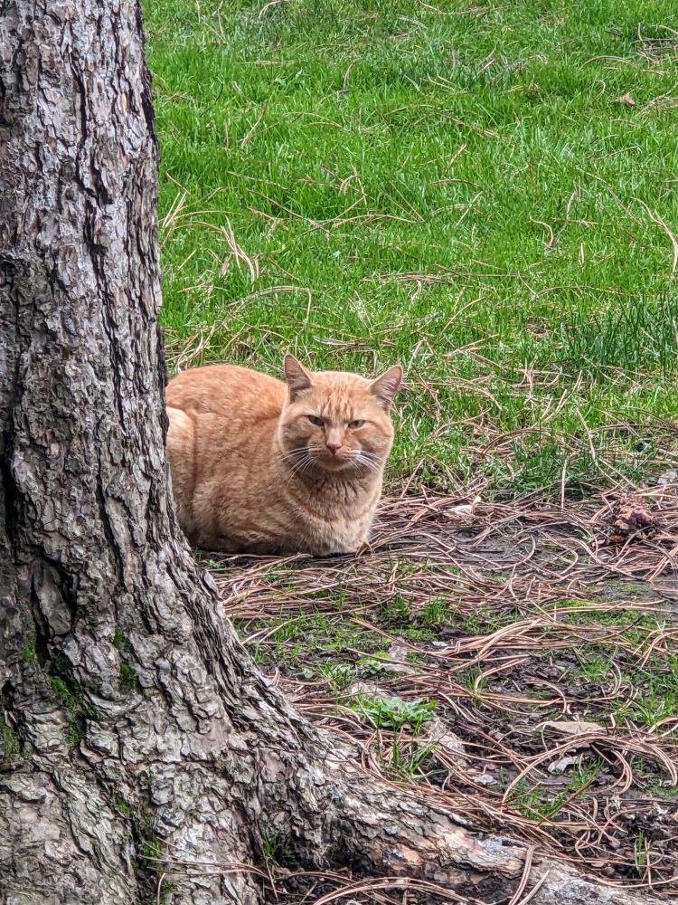 A ginger tabby cat is loafing behind a tree and staring quizzically at the camera 