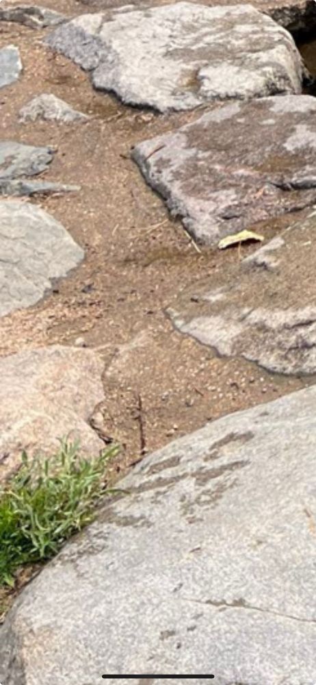 Zoomed in photo of previous photo focusing on grass in the corner 