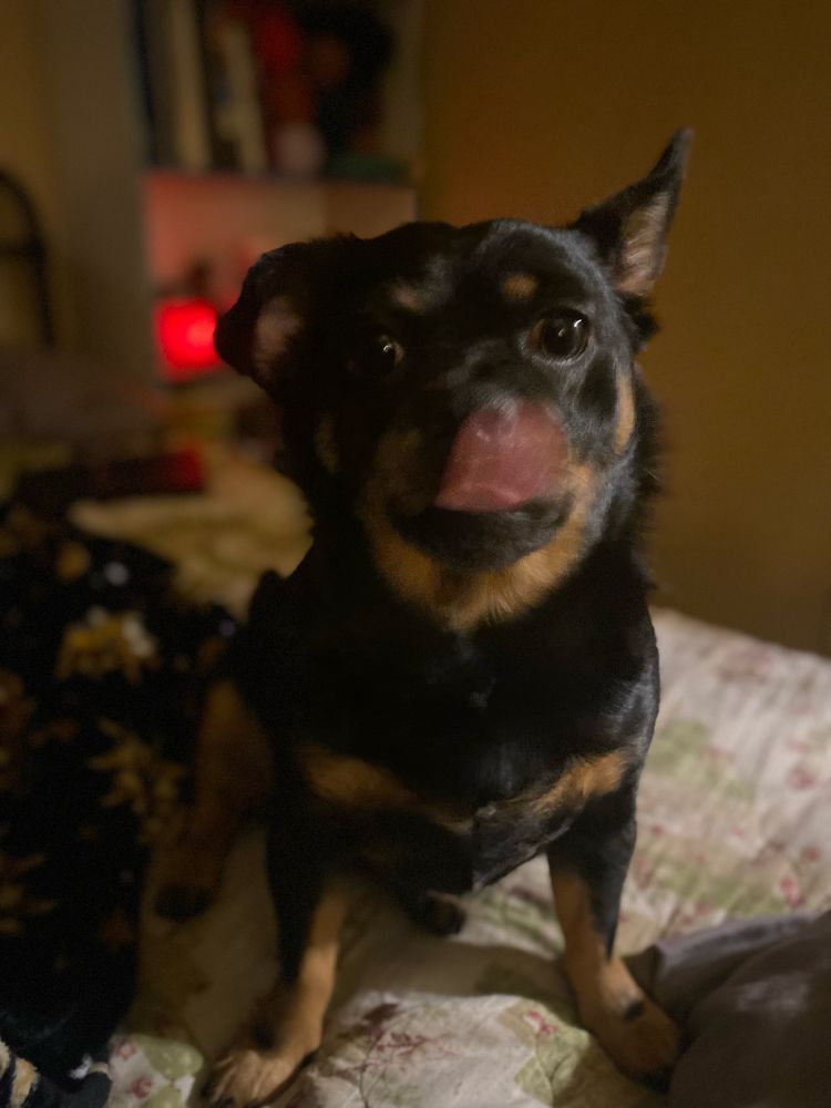 A photo of a small dog (chihuahua and dachshund mix) licking his lips and begging for treats.  