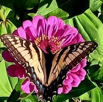 A Yellow Swallowtail Butterfly on a pink Zinnia.