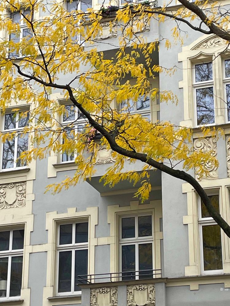 Part of the facade of an early 1900s building in Berlin. Most of it is painted a pale blue, the trim around the many windows is white, and in front of it all is a tree branch in black silhouette with golden autumnal leaves.