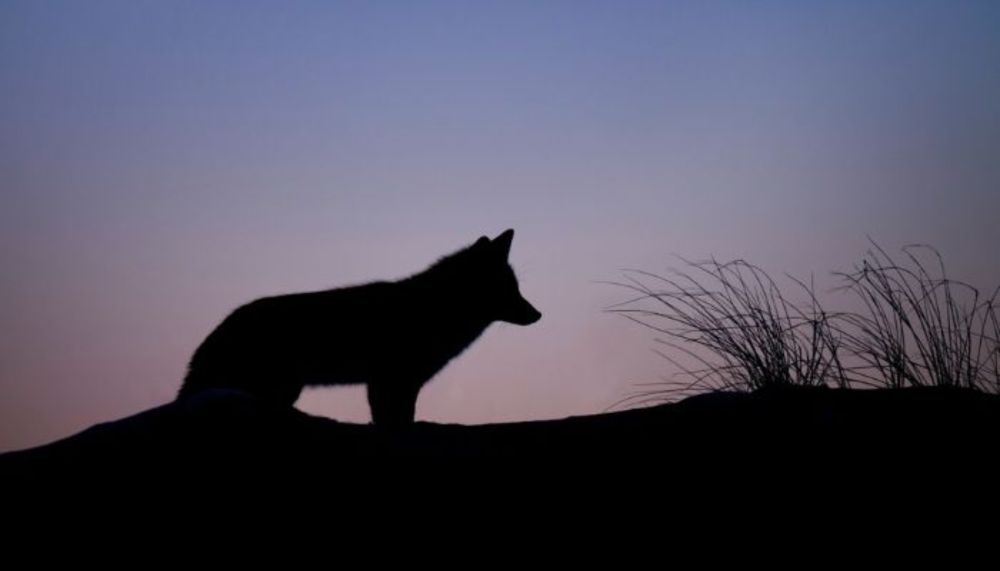 Wolfbattle - Ondergewaardeerde Liedjes