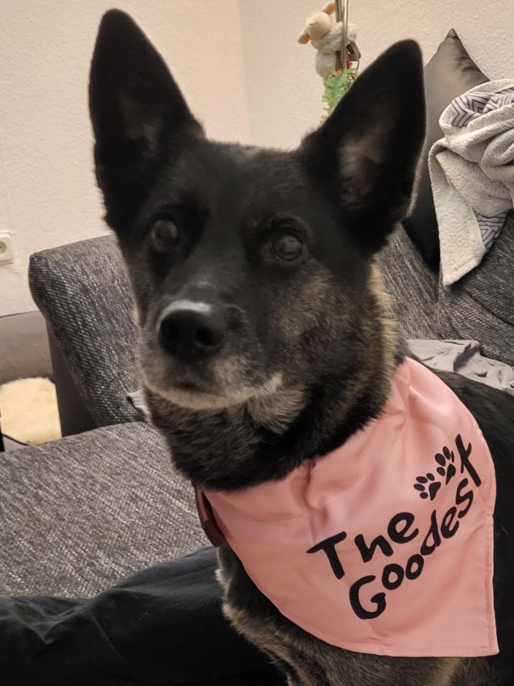 Ein schwarz-grauer Hund mit großen Stehohren, man sieht nur den Kopf im Halbprofil und etwas Brust. Um seinen Hals ein rosa Tuch, auf dem "The Goodest" steht.