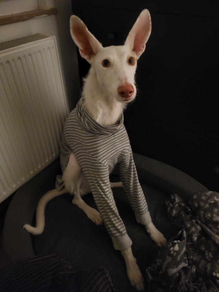 Ein großer weißer Windhund mit rauem Fell und riesigen Stehohren sitzt im Halbdunkel in einem Schlafkörbchen. Er trägt einen schwarz-beige gestreiften Schlafanzug mit langen Beinen und schaut in die Kamera.