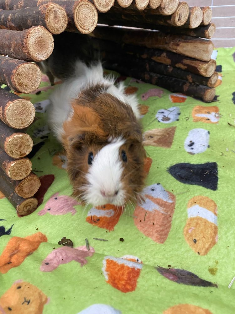 A Guinea pig, white and brown face with white body, fluffy fur, looking into the camera.