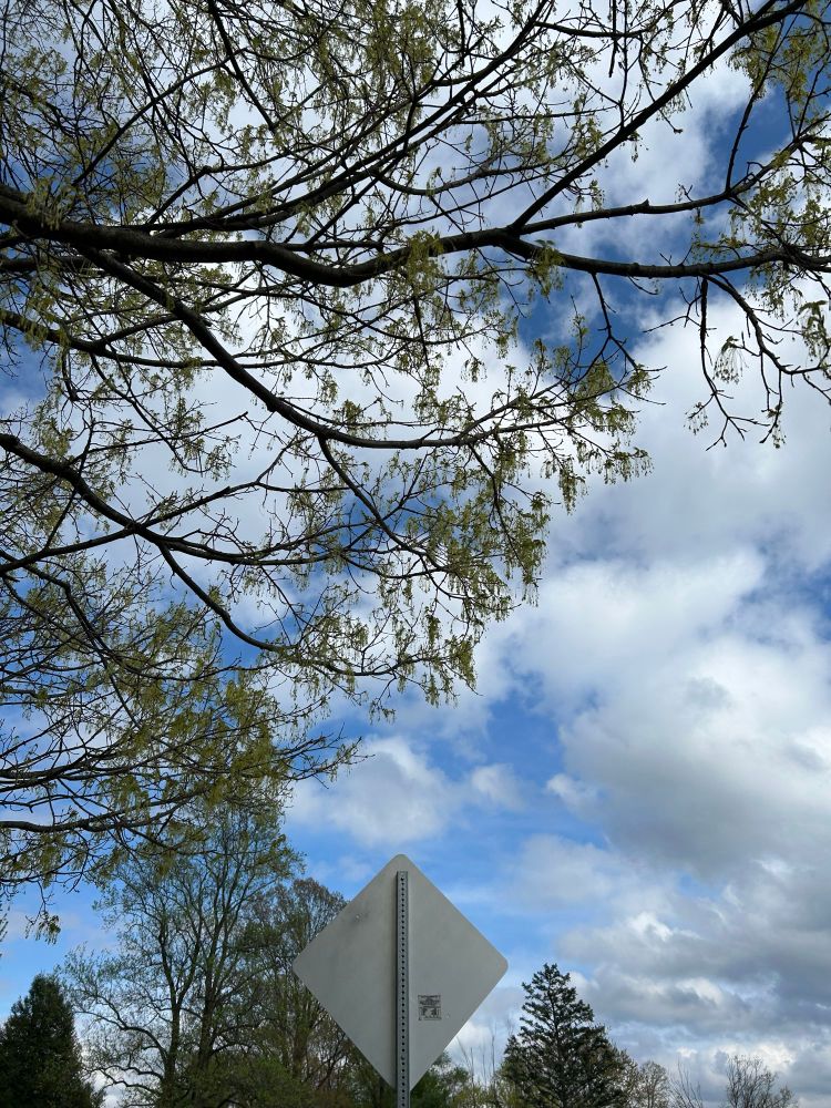 Sugar maple with flowers that will be seeds. 