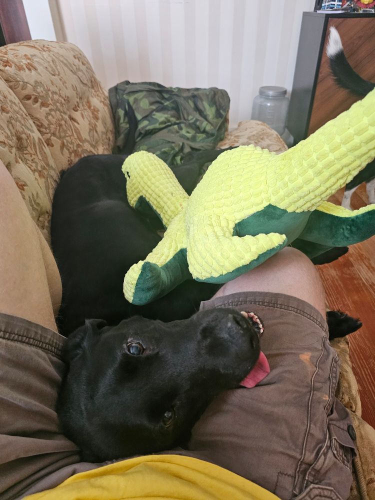 A black lab lounges against her person's lap, tongue lolled out, a large dinosaur plushie on top of her.