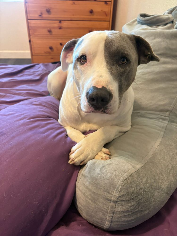 White with grey/black spots pit bull laying down with his front paws crossed the gentle dog he is. Giving me his best puppy eyes asking if we can go on another walk.