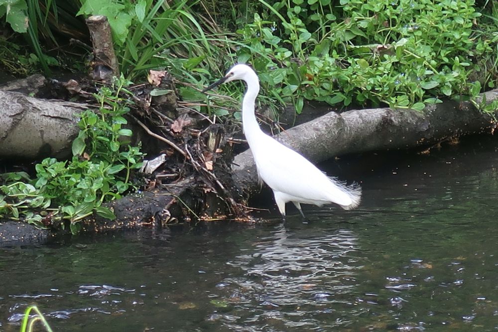 A white egret - wildlife is thriving on the river