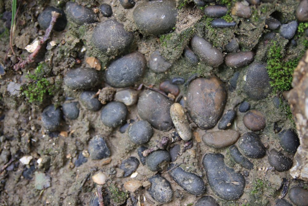 A series of photos from Gilbert’s Pit in Charlton. The Blackheath Beds, pavked with well rounded, black flint pebbles forms the top of the section at Gilbert’s Pit