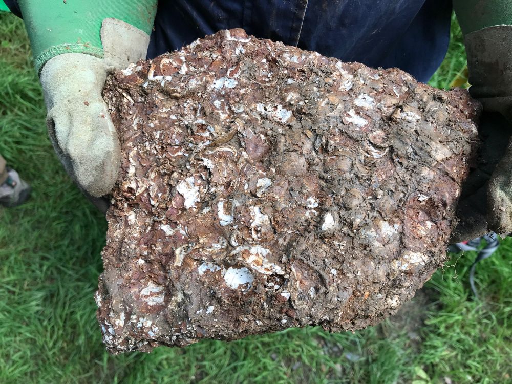 A series of photos from Gilbert’s Pit in Charlton. A pair of hands holds a slab of the Woolwich Shell Bed, an iron oxide rich clay packed with white fossil shells
