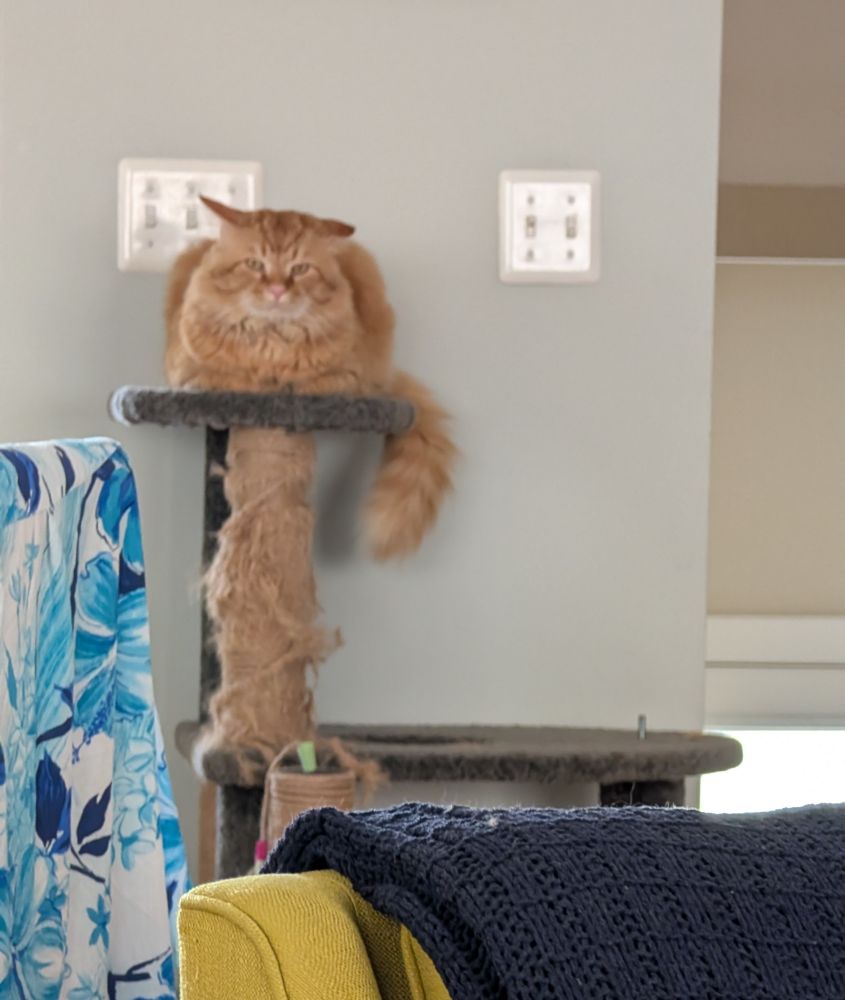 An orange cat perched atop a cat hotel.