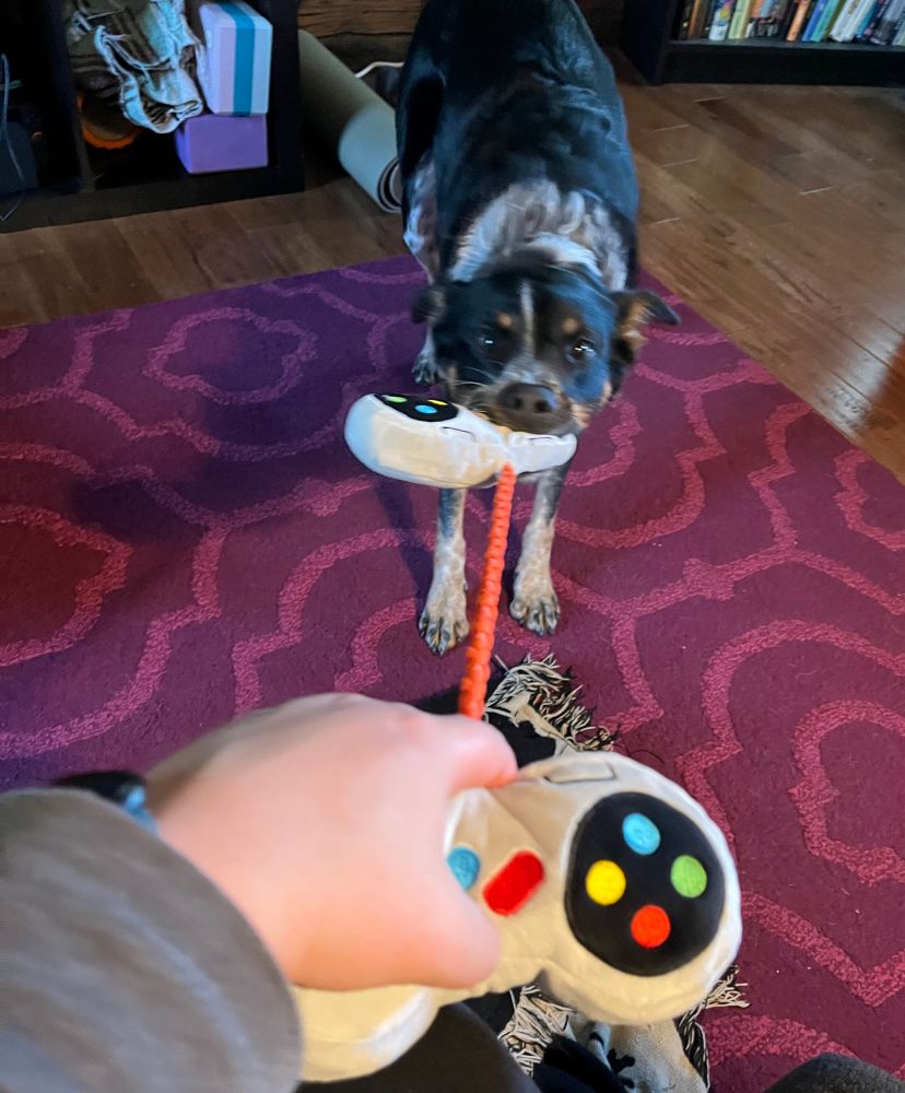 A dog tugging on one end of a video game controller tug toy, with a determined look on her face 
