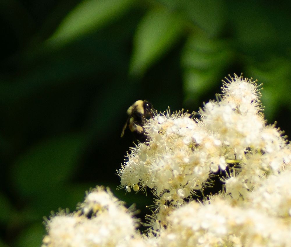 a fuzzy bumblebee on fuzzy white flowers against a green background
