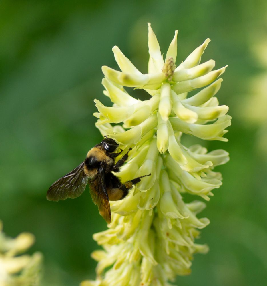 A cute yellow and black bee on tubular, greenish-yellow flowers