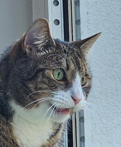 Eine Katze schaut "schockiert" aus dem Fenster 