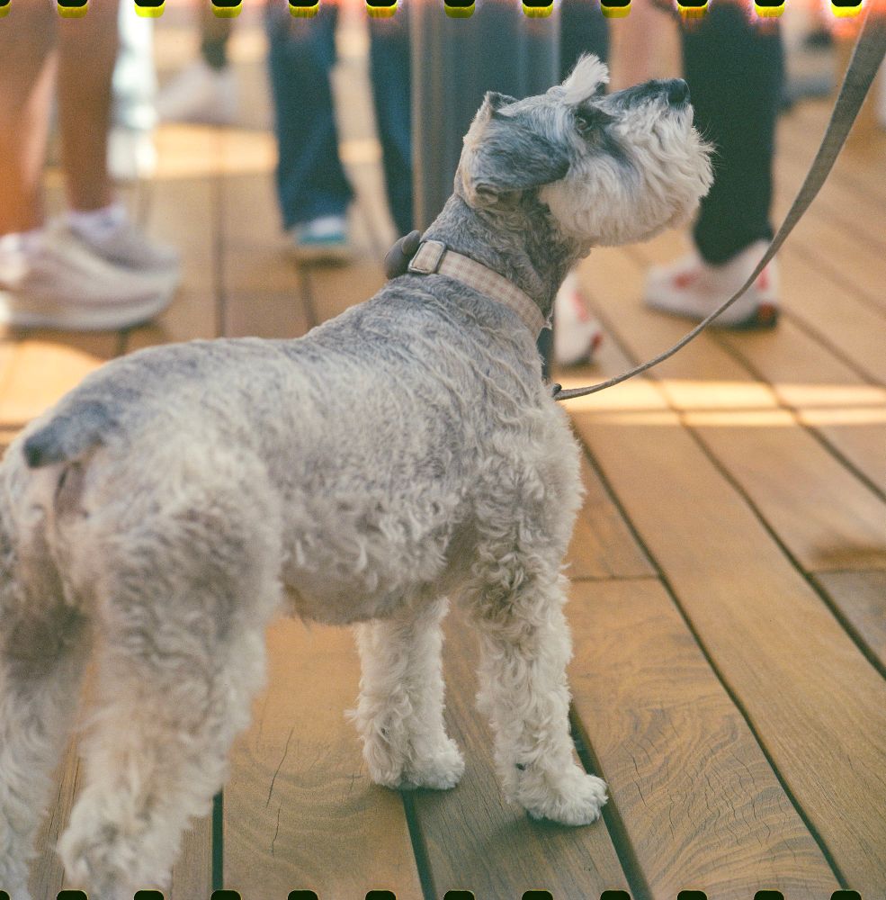 coffee meetup pup