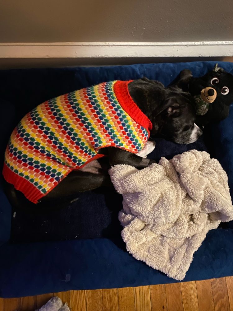 A black and white pocket pittie wearing a rainbow seater laying on a blue dog bed with a white blanket and a little bear dog toy 