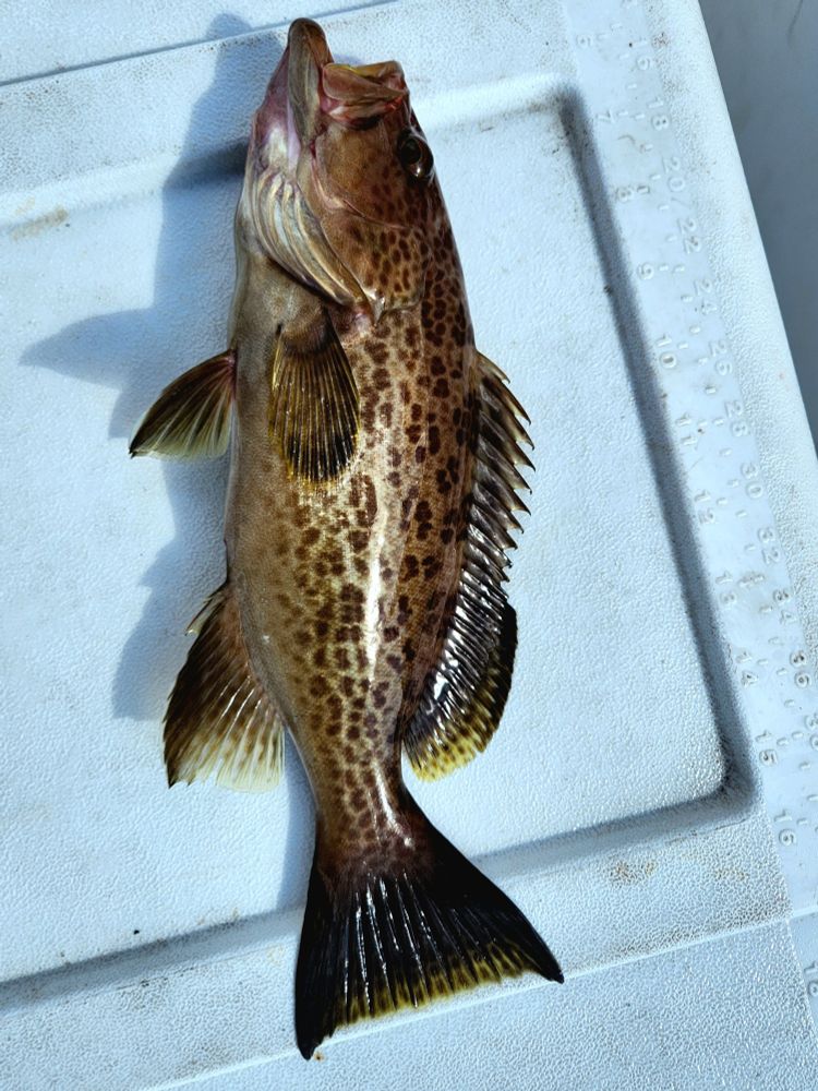 A brown fish with yellow fin edges laying on a white cooler.