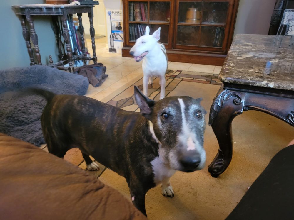 Rufus in front, Neva in back. She's been with me 10 years, and Rufus 9. 