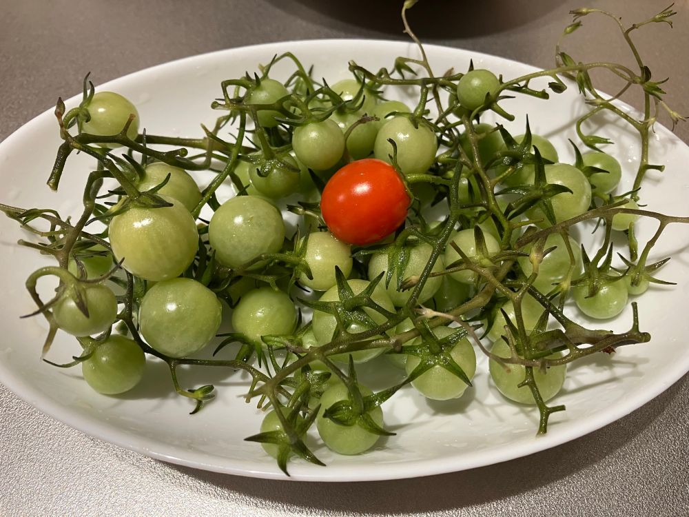 白い楕円のカレー皿に、枝付きの青いミニトマトがたくさん、赤いミニトマトが1個。