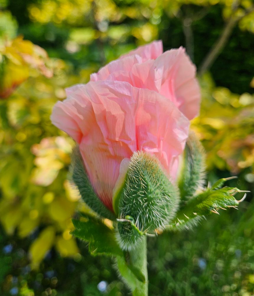 Un pavot rose tendre déplie ses pétales. 
