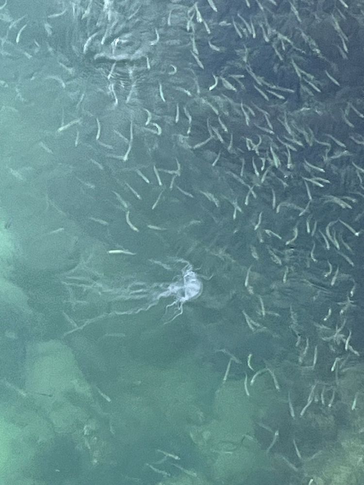 School of minnows swirling in the water while a jellyfish (actually a comb jelly) is carried through.