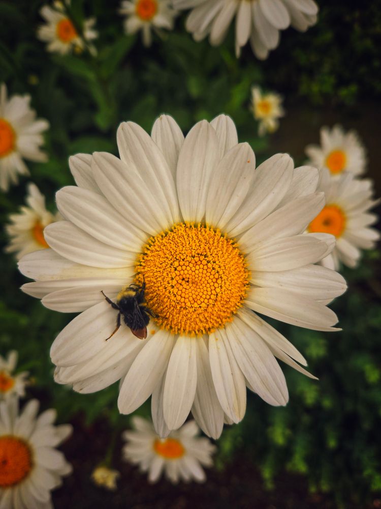 a bee sleeping on a daisy